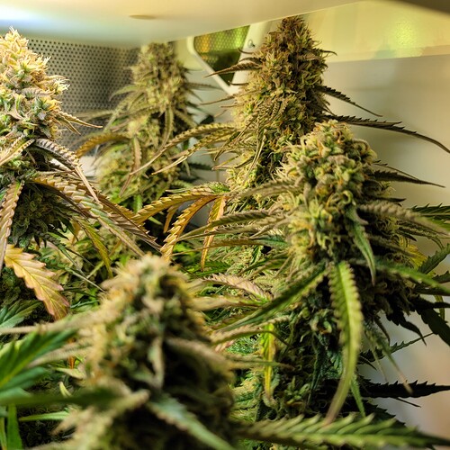 Growreport Bild 3
