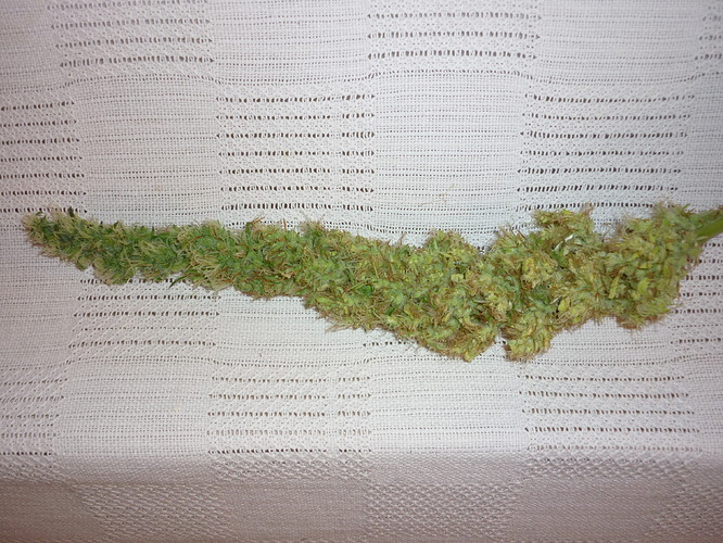 Growreport Bild 1