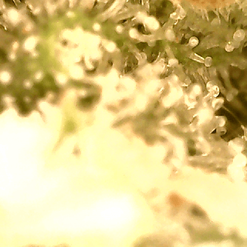 Growreport Bild 11