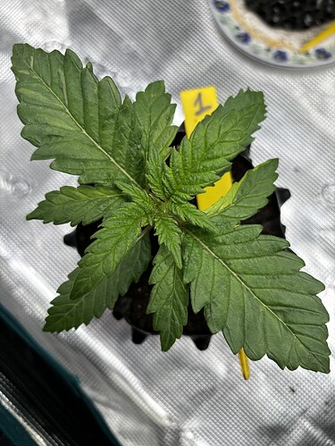 Growreport Bild 98