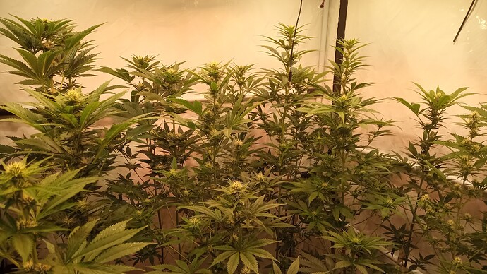 Growreport Bild 85