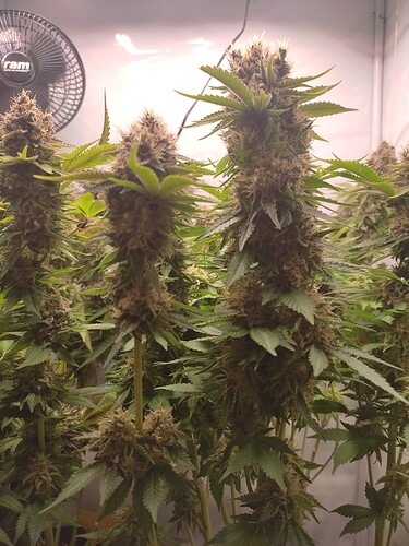 Growreport Bild 11