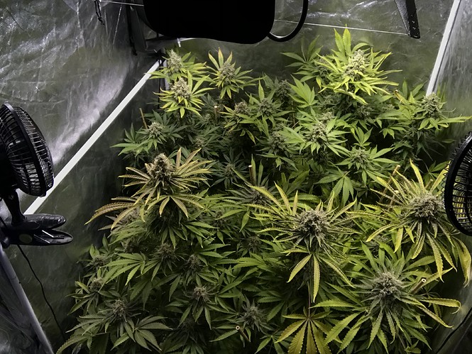 Growreport Bild 3