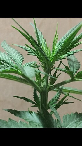 Growreport Bild 8
