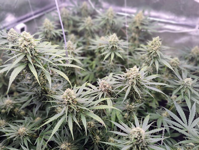 IMG_20220722_211608_Bokeh