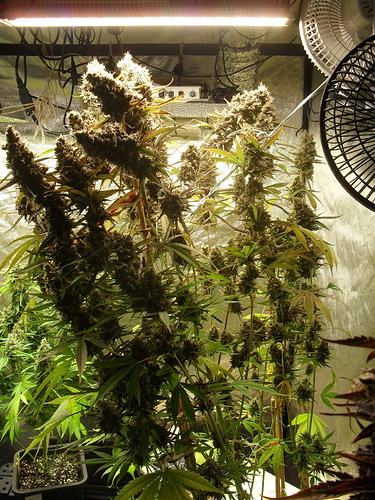 Growreport Bild 16