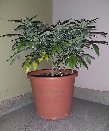 Growreport Bild 4
