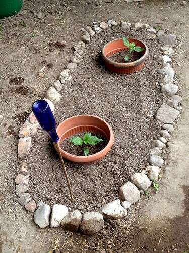 Growreport Bild 64