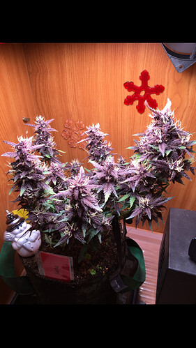 Growreport Bild 3