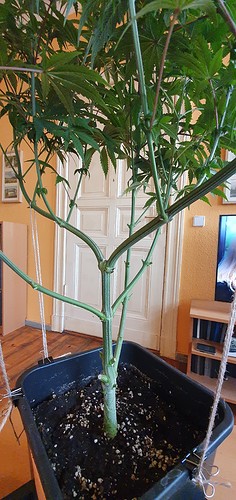 Growreport Bild 3