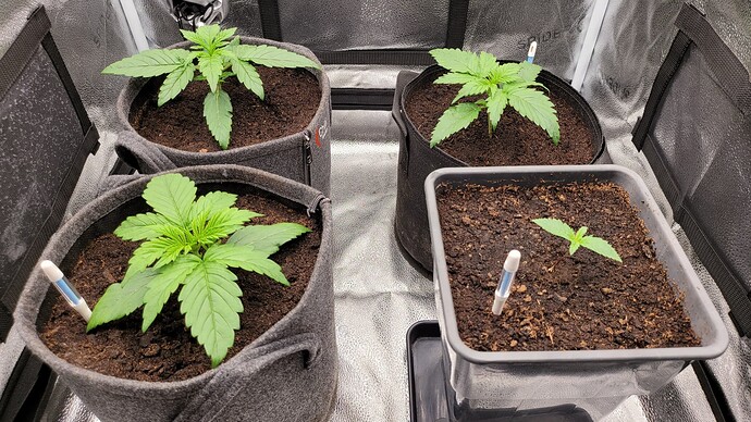 Growreport Bild 144