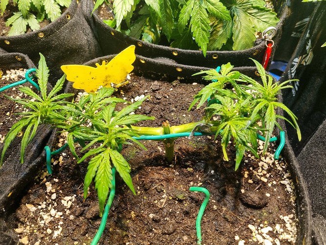 Growreport Bild 17