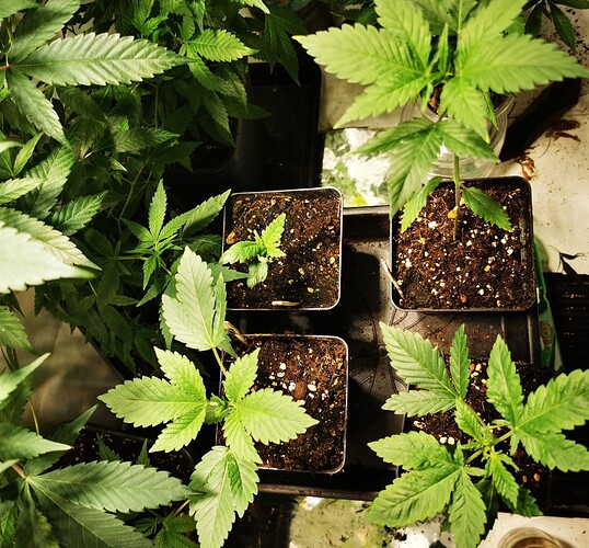 Growreport Bild 8