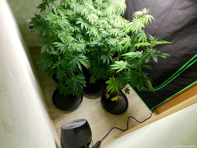Growreport Bild 36