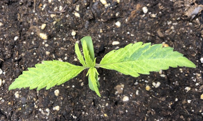 Growreport Bild 1