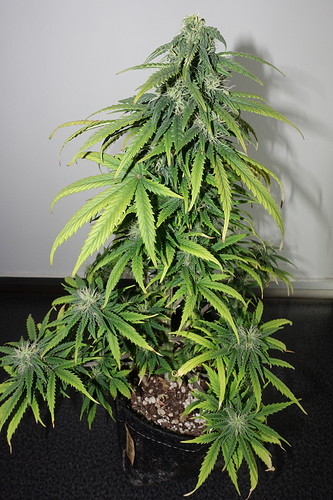 Growreport Bild 6
