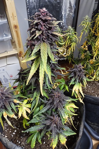 Growreport Bild 8