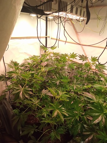 Growreport Bild 19
