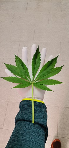 Growreport Bild 6