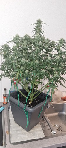 Growreport Bild 19