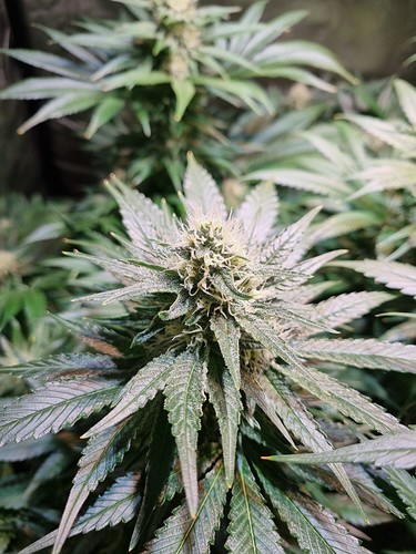 Growreport Bild 28
