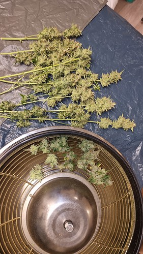 Growreport Bild 16