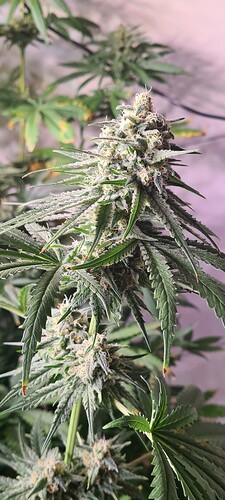 Growreport Bild 5