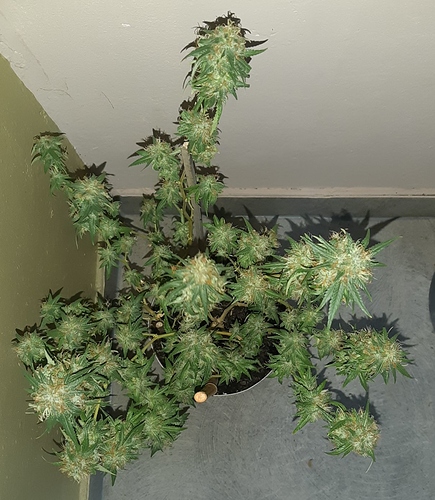 Growreport Bild 11