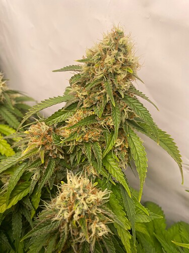 Growreport Bild 4