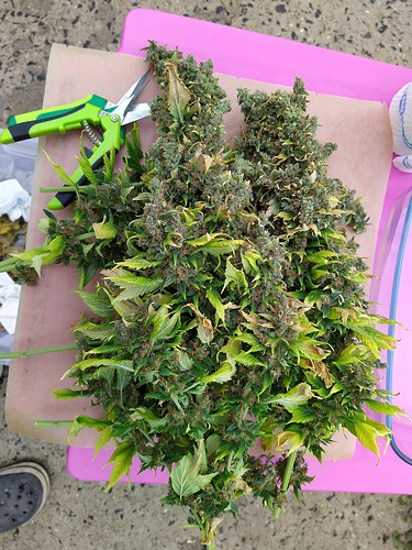 Growreport Bild 1