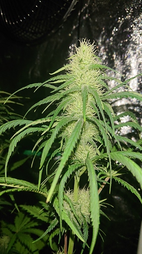 Growreport Bild 4