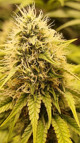 Growreport Bild 1