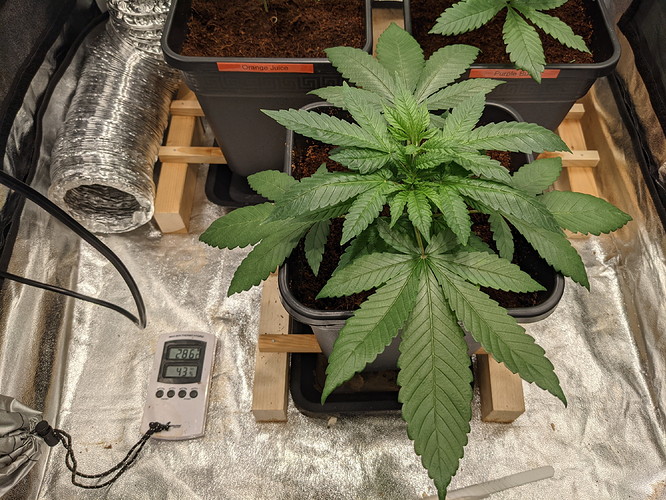 PXL_20210726_153519563.NIGHT - Kopie