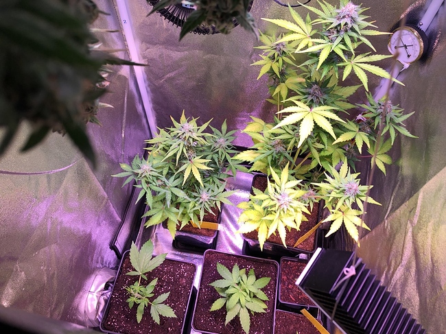 Growreport Bild 39