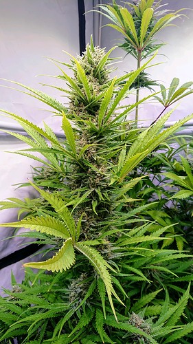 Growreport Bild 12