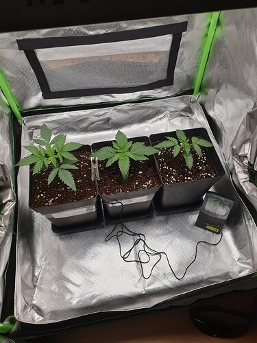 Growreport Bild 5