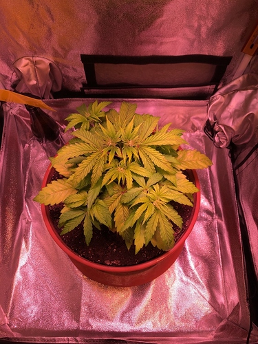 Growreport Bild 1