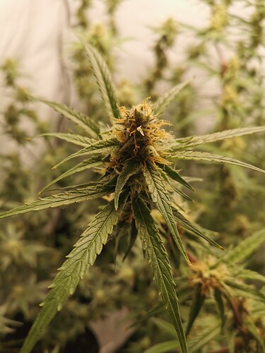 Growreport Bild 19