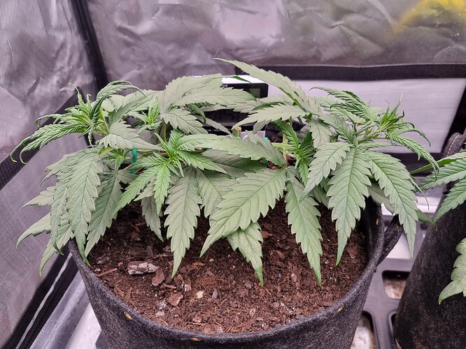Growreport Bild 7