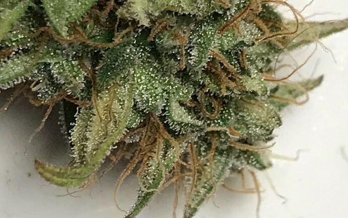 ogk_trichomess