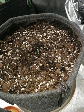 Growreport Bild 63