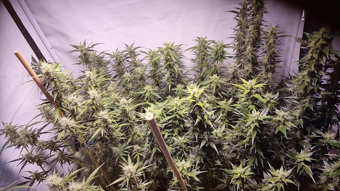 Growreport Bild 2