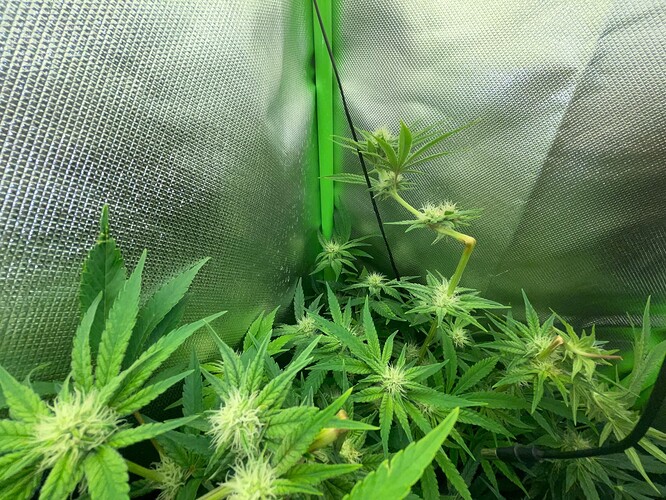 Growreport Bild 21
