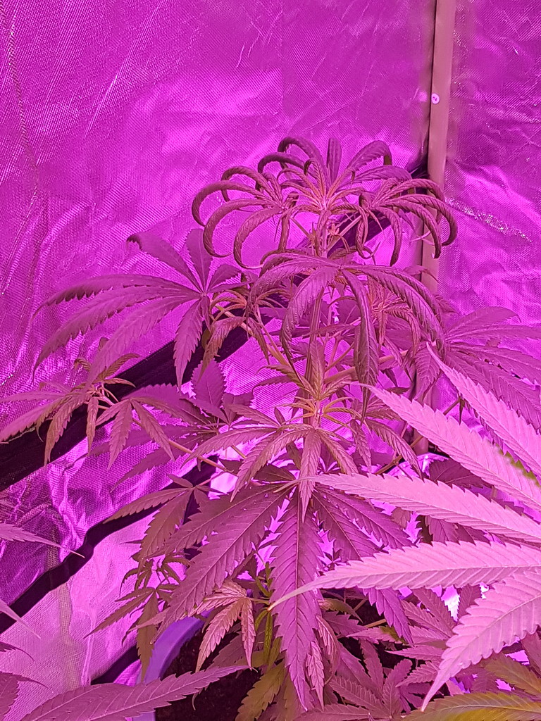 Was soll ich tun Hanf Blätter oben hängen runter Anfänger Forum