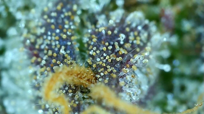 Growreport Bild 46