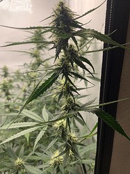 Growreport Bild 22