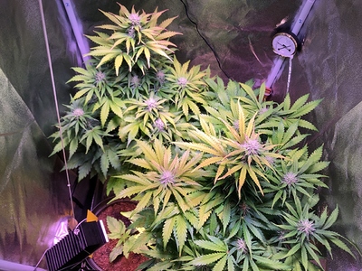 Growreport Bild 8
