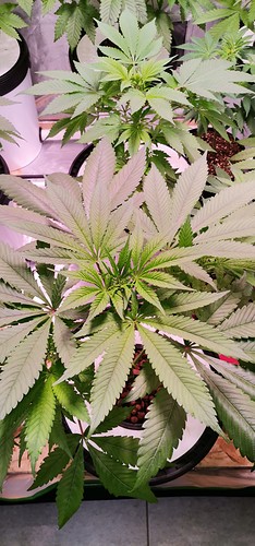 Growreport Bild 15