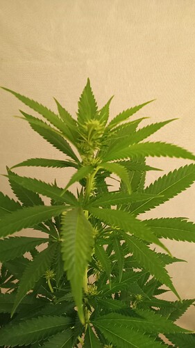 Growreport Bild 43