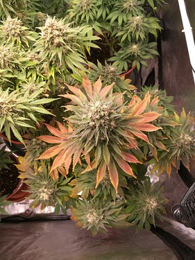 Growreport Bild 6